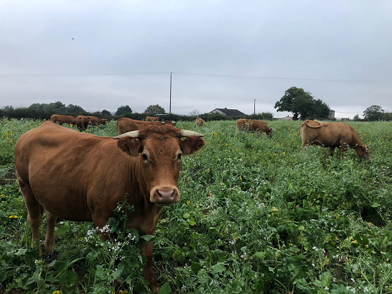 Vache pâturant un couvert