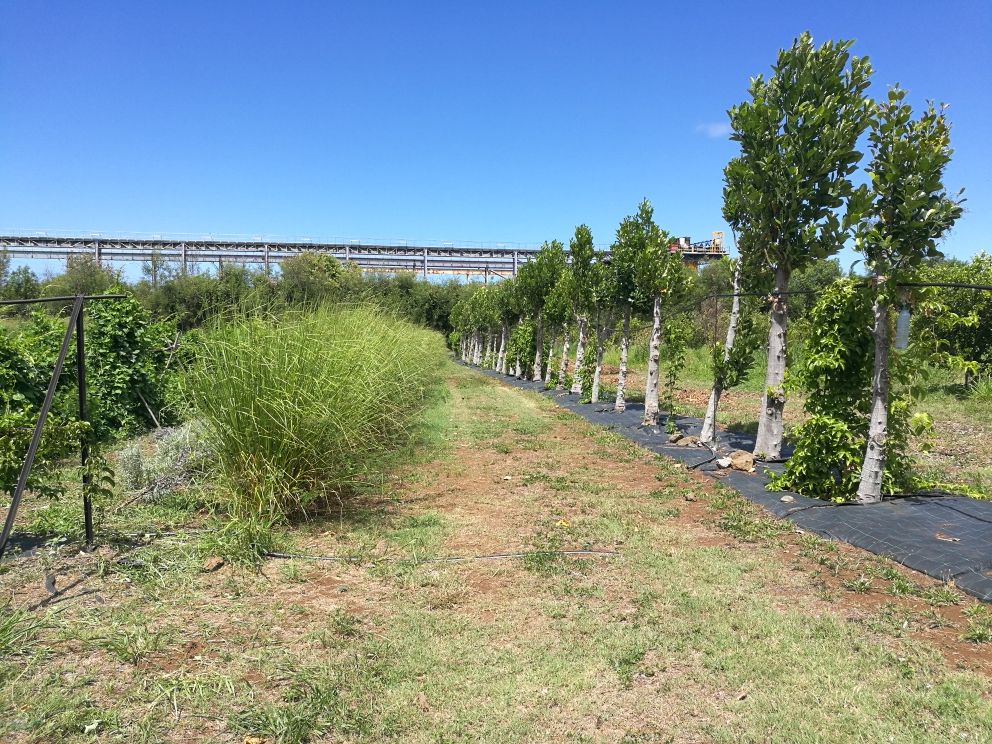 Bande de vétiver (à gauche) et ligne de jacquiers comme support de fruit de la passion (à droite)