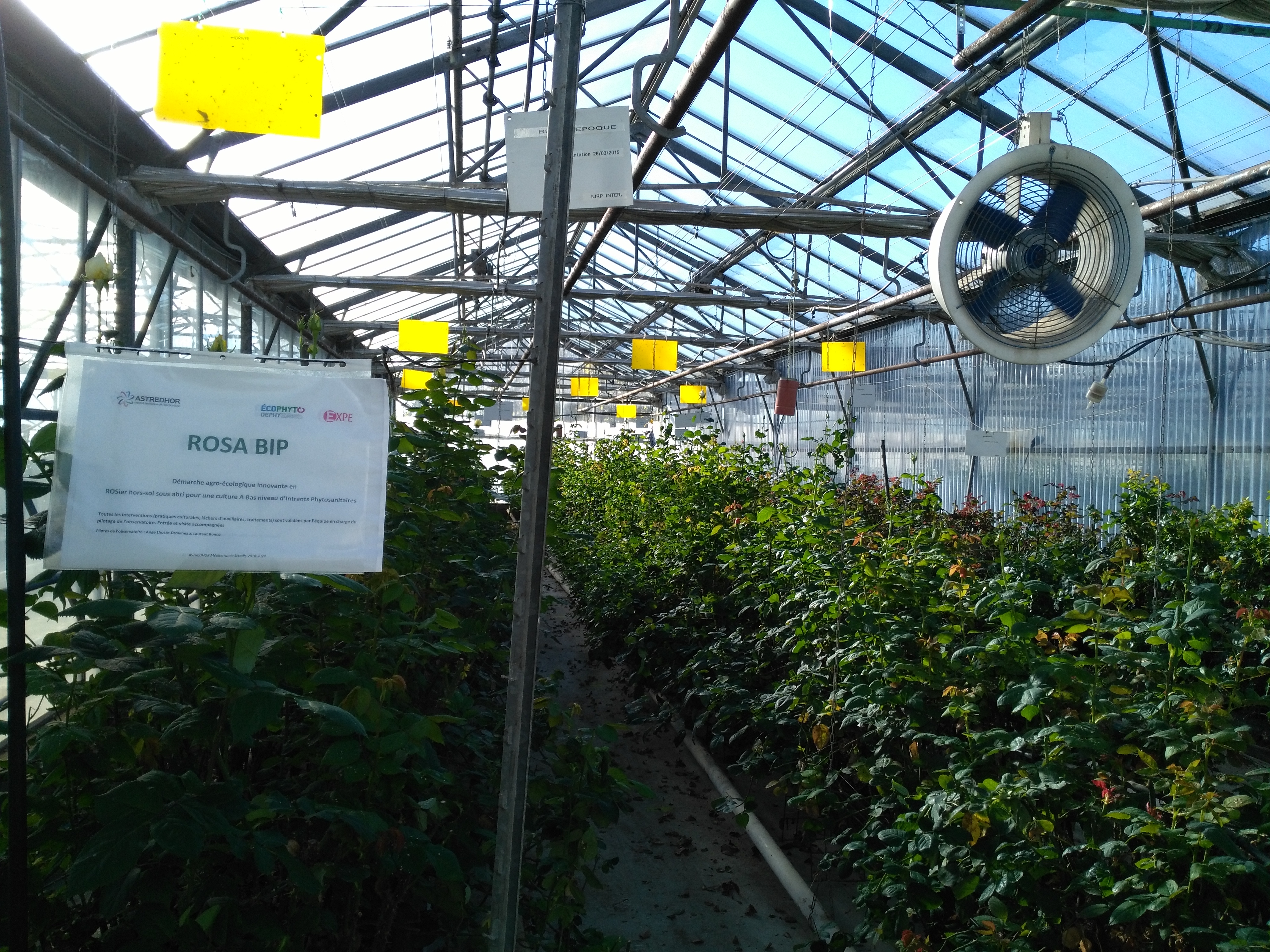 Vue de l'expérimantation RosaBIP avec ses trois lignes de culture