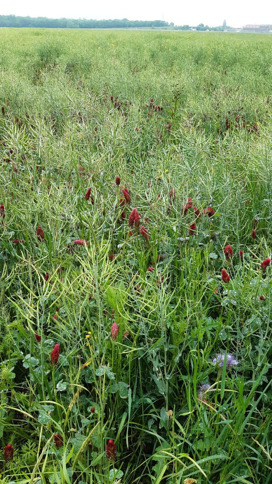Culture de colza avec du trèfle incarnat en plante compagne.