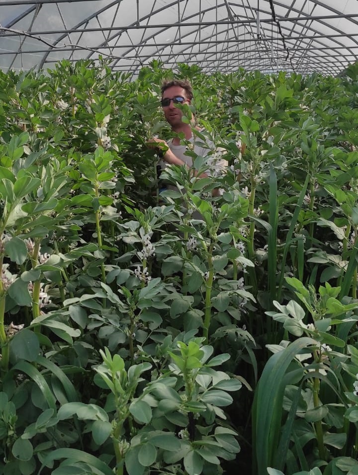 Essai d'un couvert d'hiver à base de féverole sur BRF en mars 2024