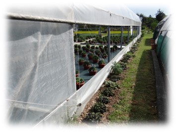 Ajuga reptens en bordure de tunnel