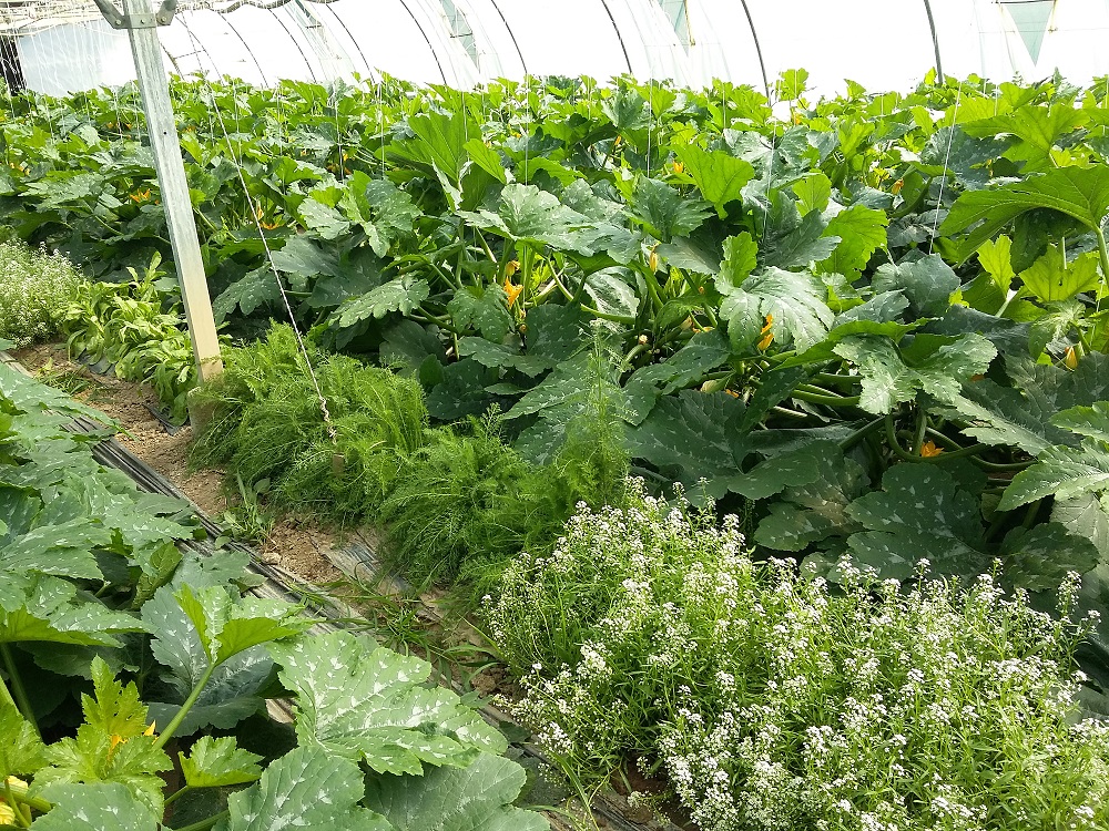 bande fleurie installée au centre d'une serre de courgettes