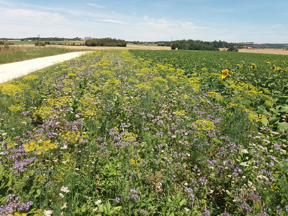 détail d'une bande fleurie