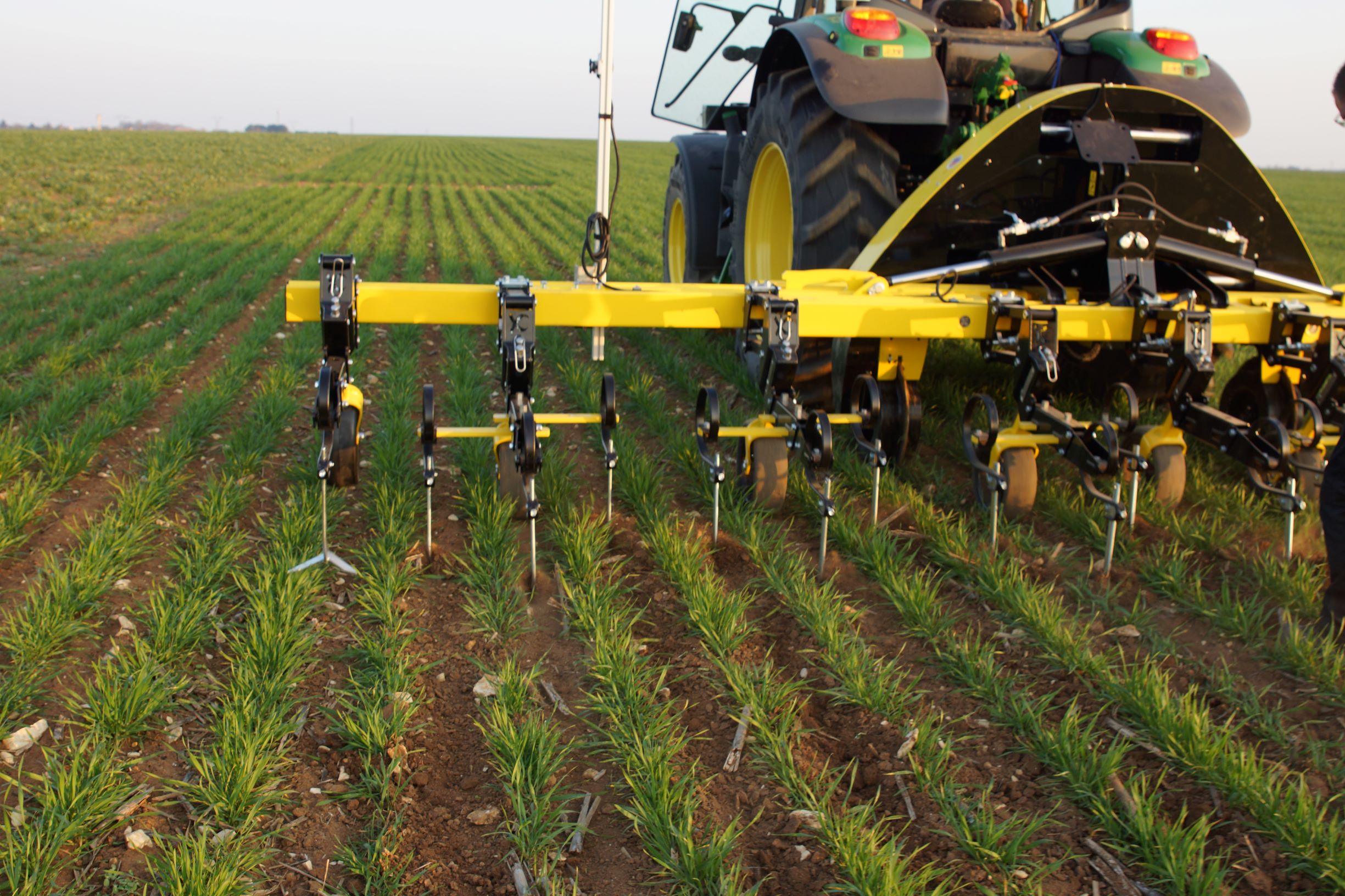 Bineuse sur céréales