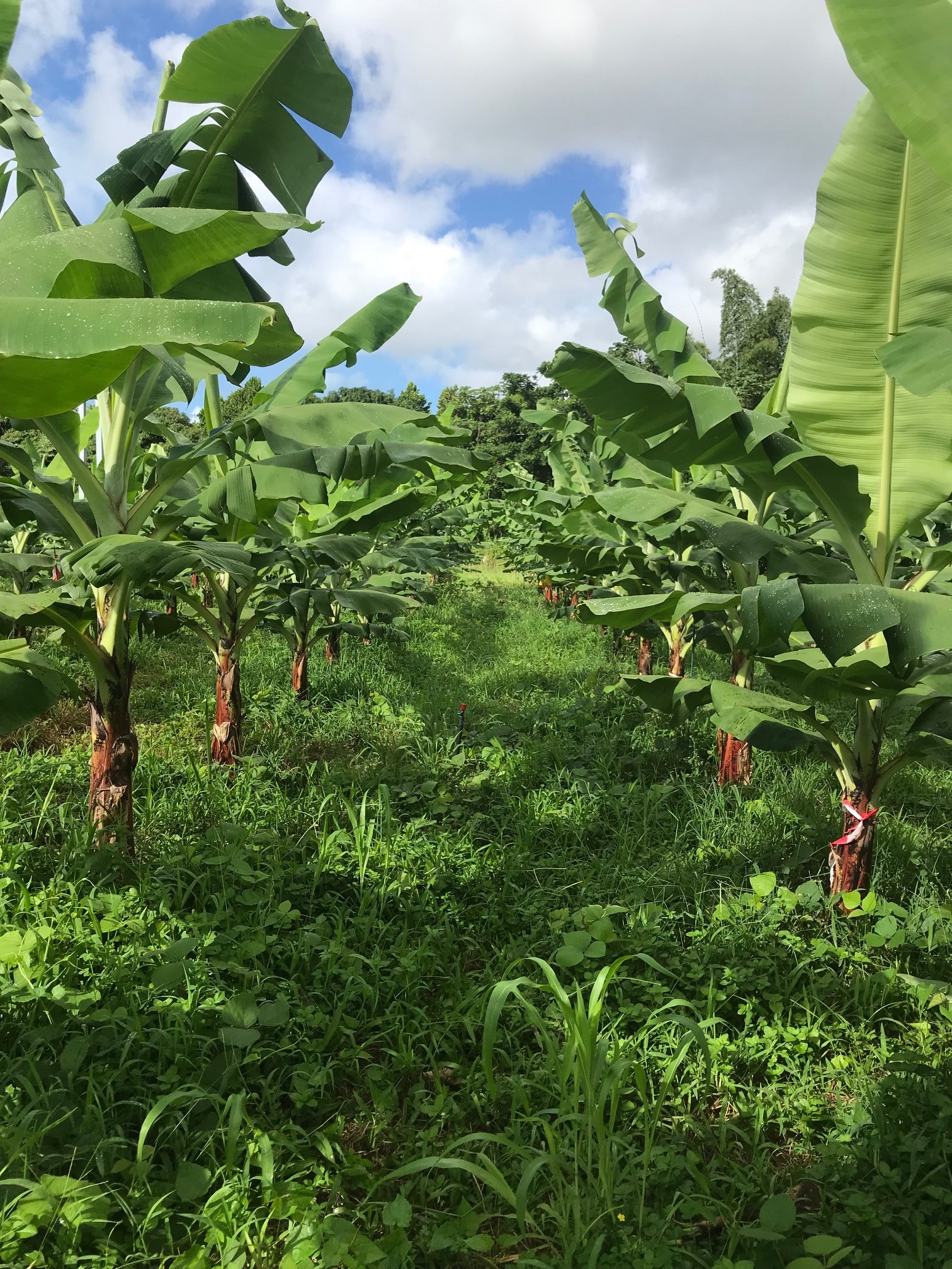 Parcelle bio-intensif avec bananiers et couverture végétale