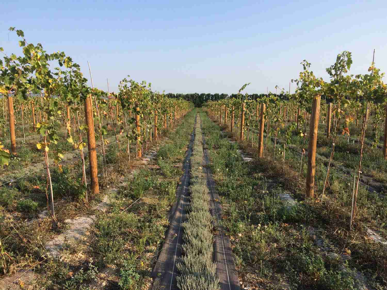 système cépages blancs sensibles