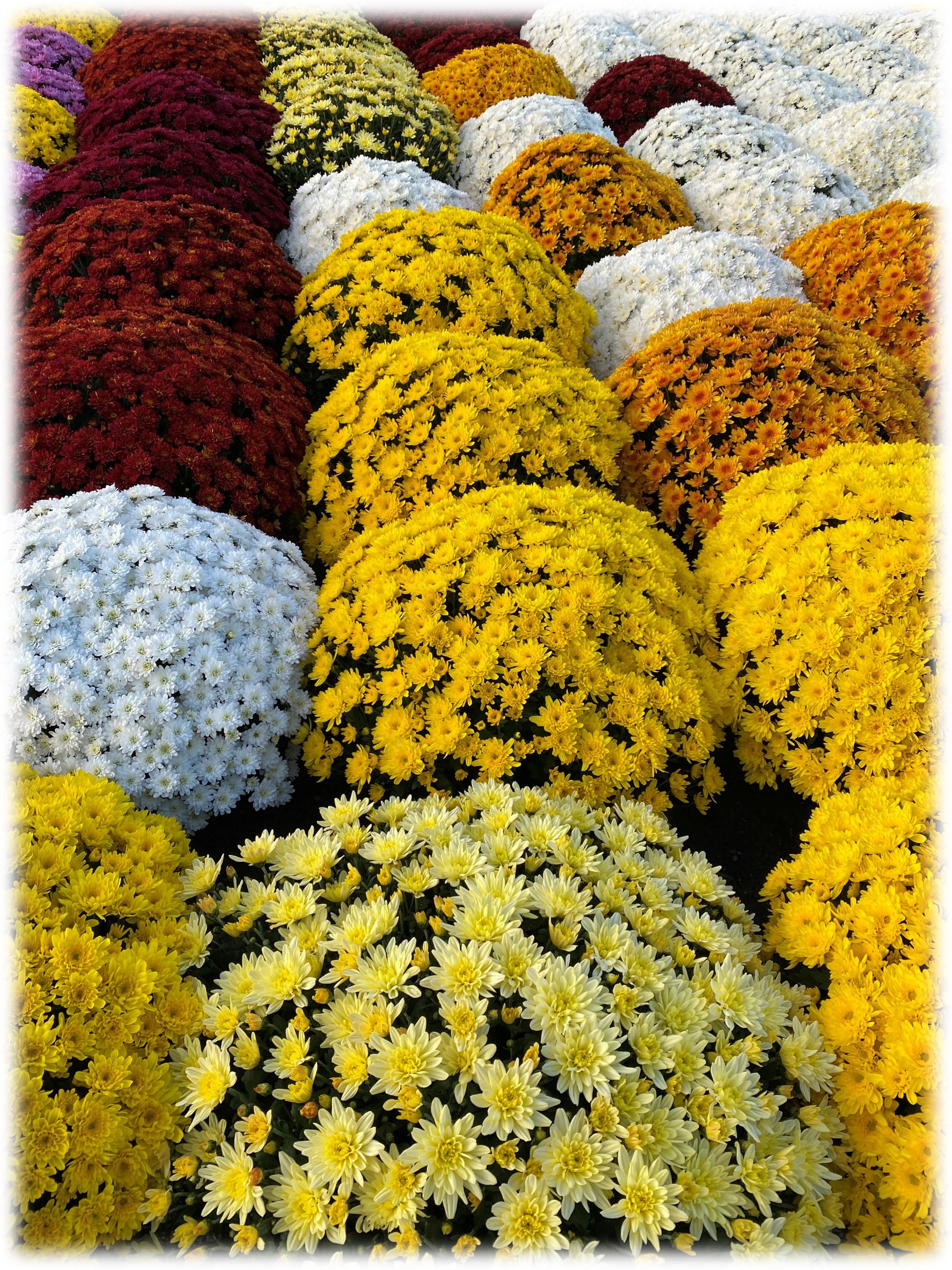 chrysanthèmes