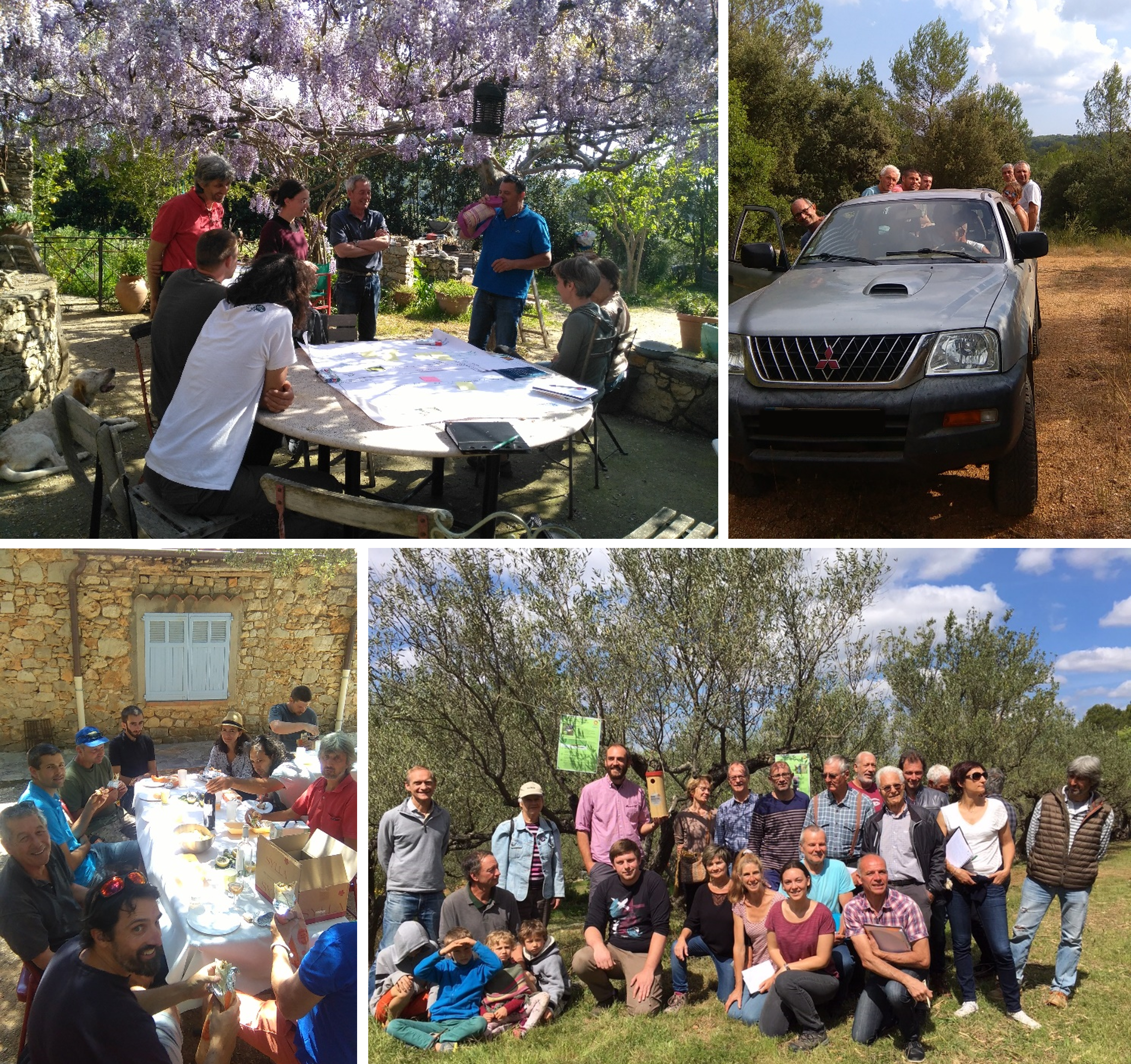 Le groupe Un DEPHY en Oléiculture1