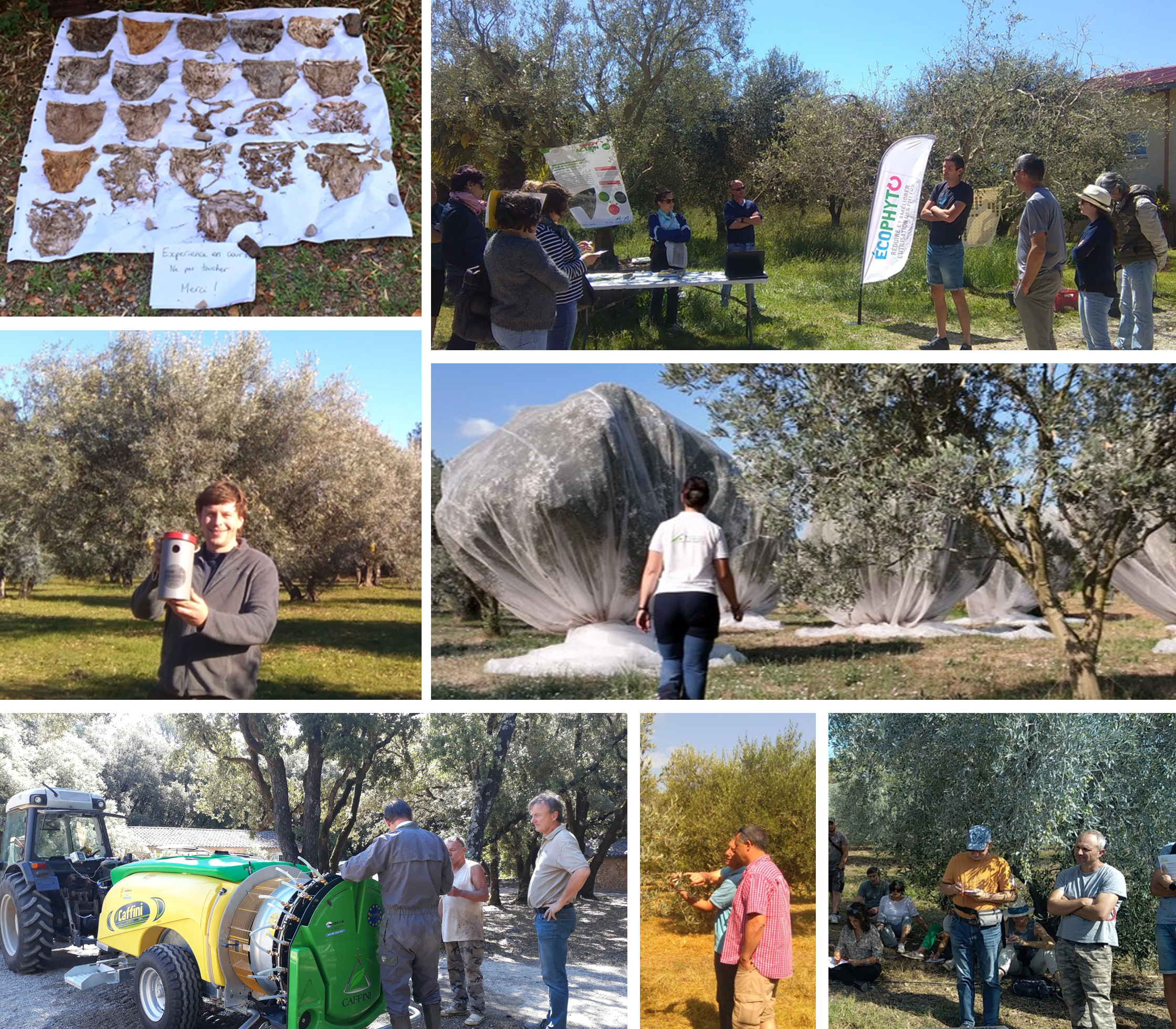 Un DEPHY en Oléiculture images2