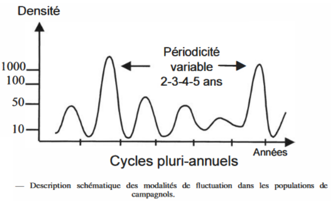 Cycle des campagnols des champs