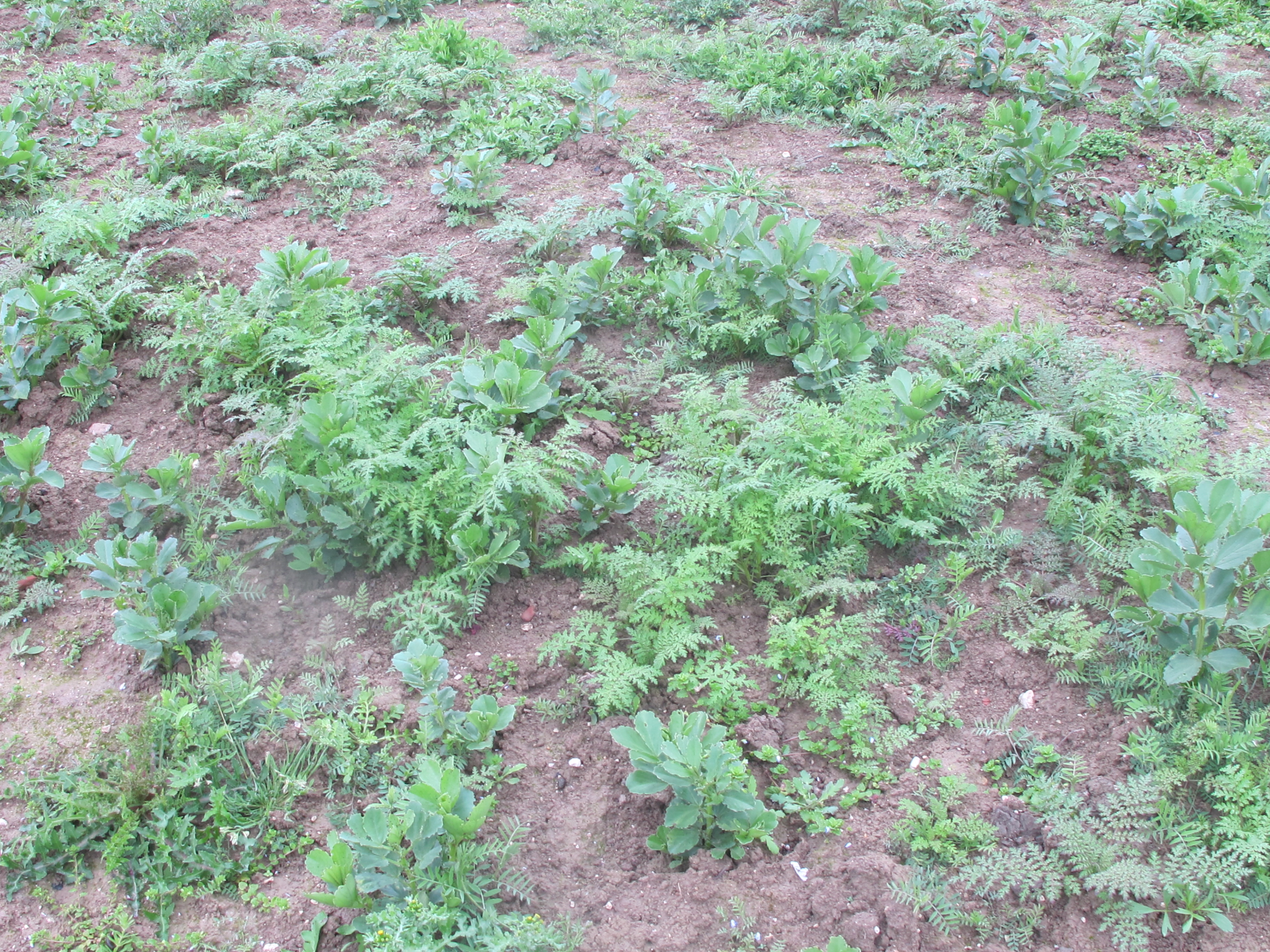 Couverts végétaux au 11 mars 2020 (mélange de féveroles, de vesces, et phacélies)