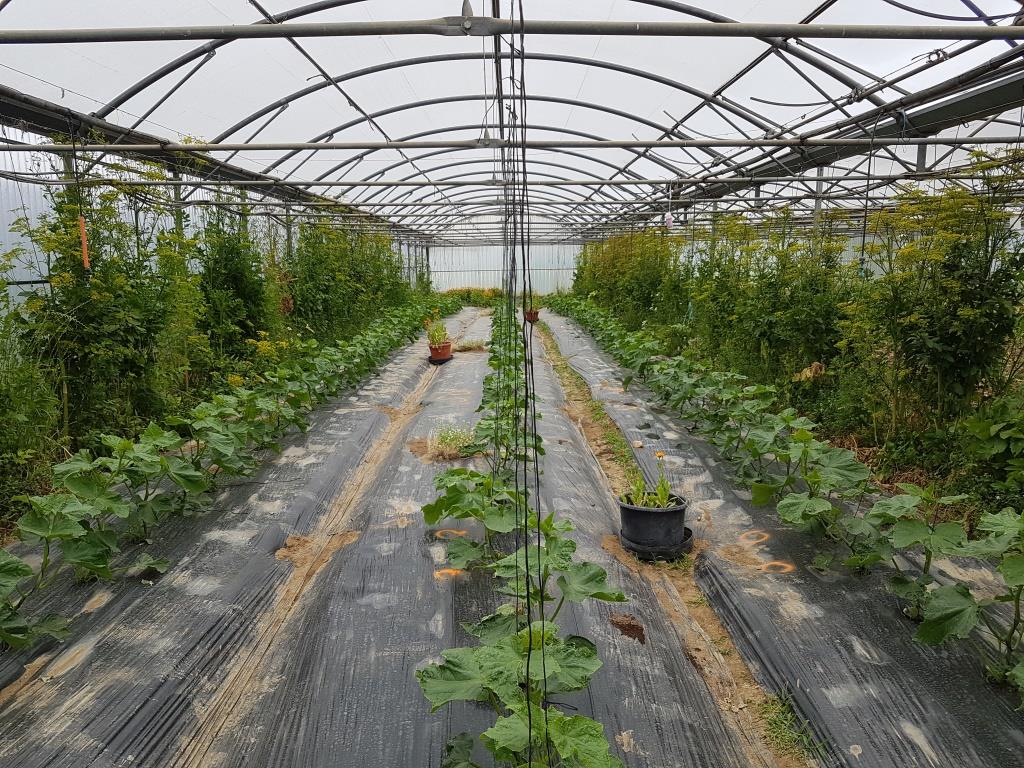 culture de concombre avec IAE