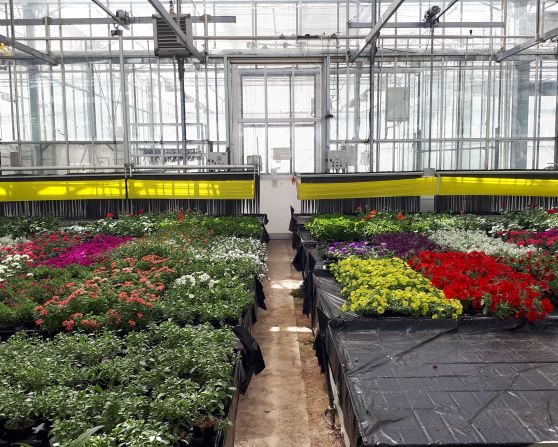 culture de plantes en pots au printemps 