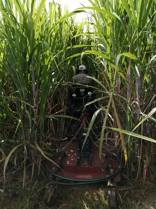 Désherbage mécanique de l'interrang par girobroyeur