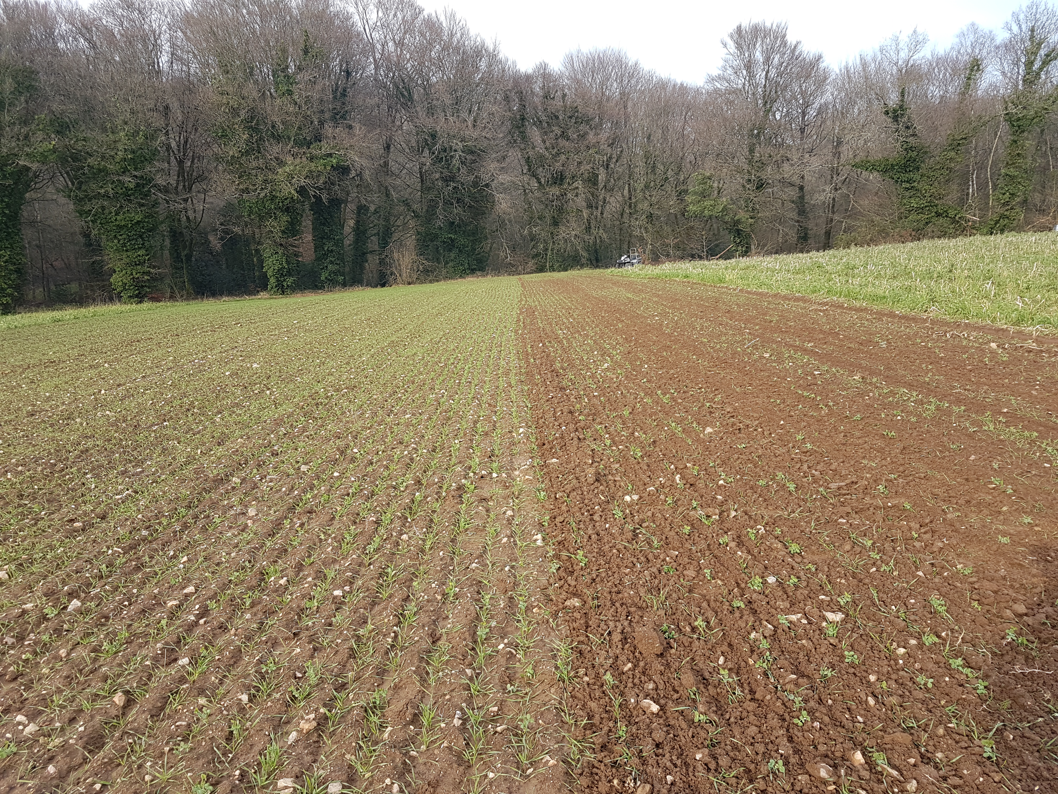 hersage: à droite la bande hersée, à gauche non hersée