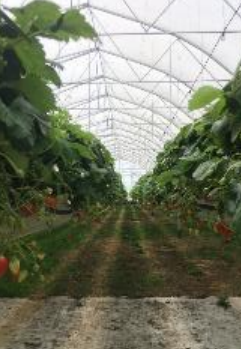 Photo du système enherbé