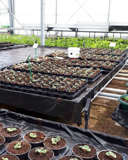 Culture de cyclamen en subirrigation sur tablette au repiquage