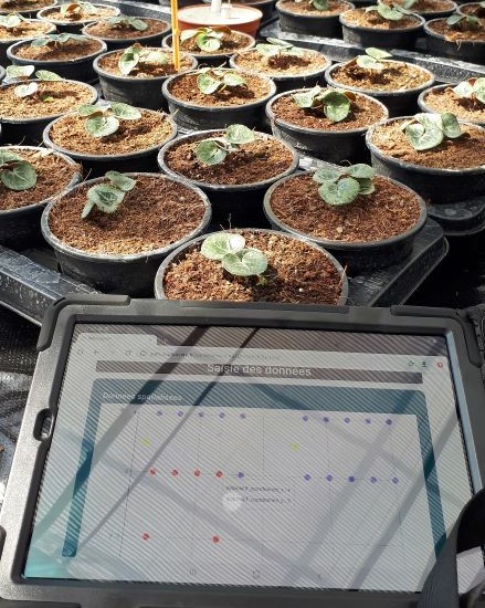 Suivi épidémiologique avec l'OAD S@M en cyclamen