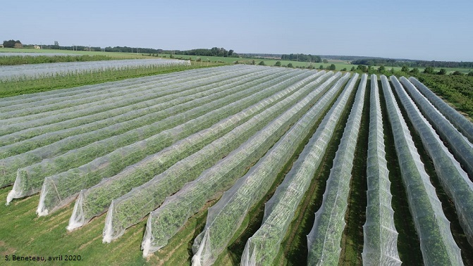 Mise en place de filets anti-insectes pour lutter contre le carpocapse des pommes, Les Jardins de la Frolle (86 Bonnes)