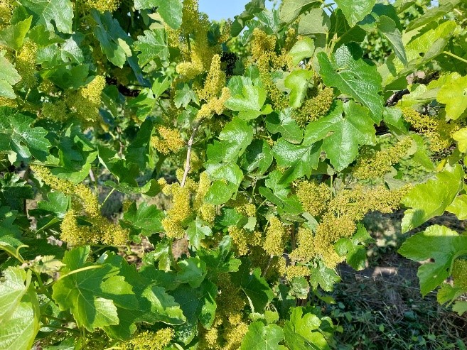 Floraison au 24 mai 2023 sur la parcelle de rouge résistant