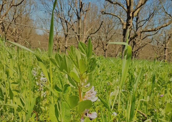 Site Franquette avec couverts végétaux (SENuRA)