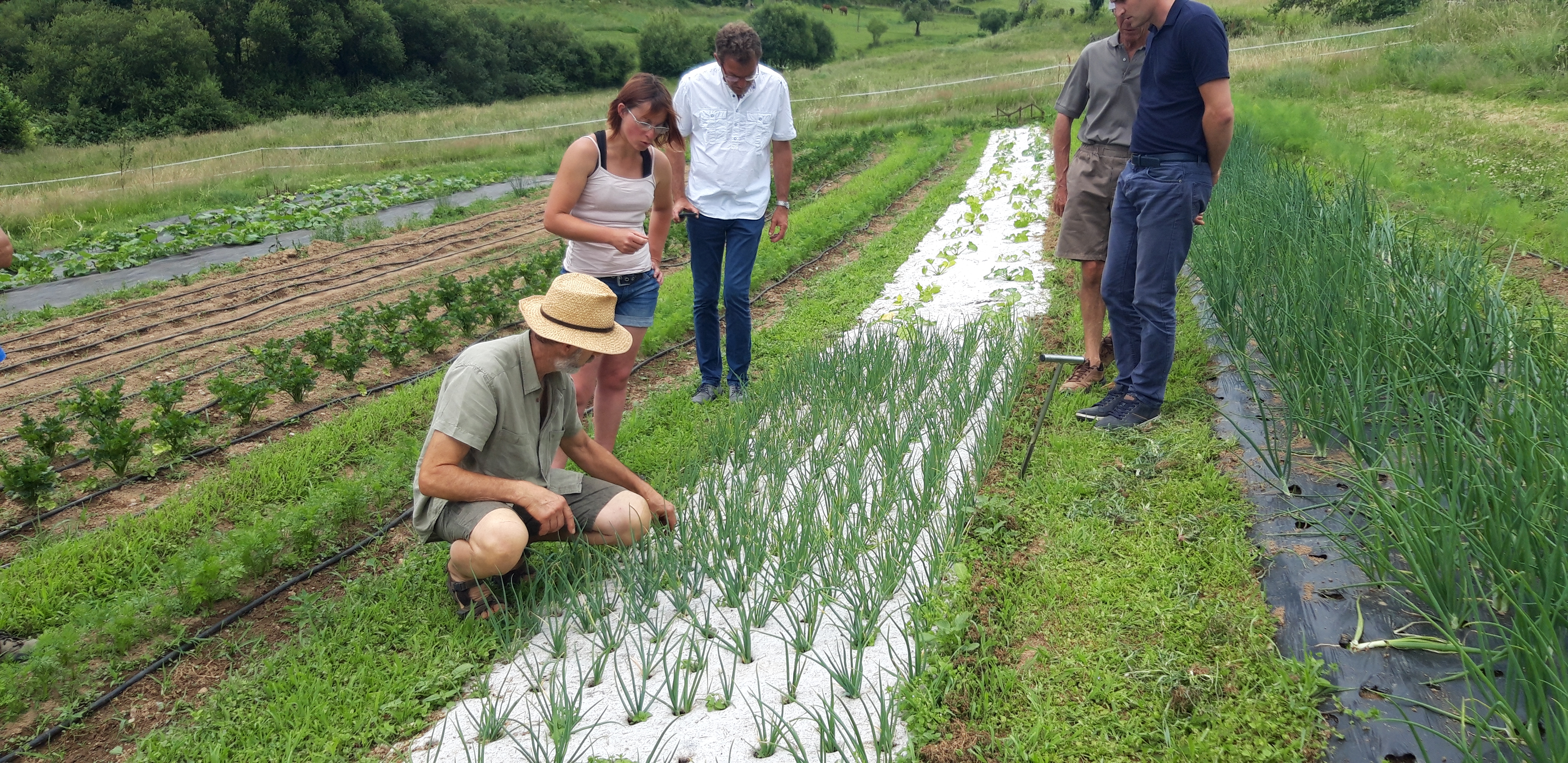 test de géochanvre suroignons en plein champ