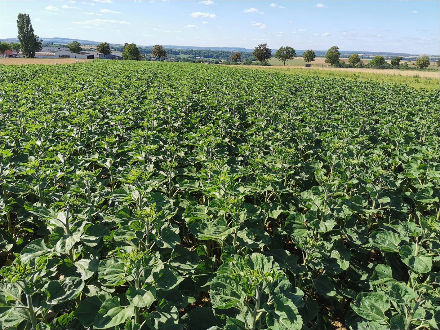 tournesol 0 phyto 2020