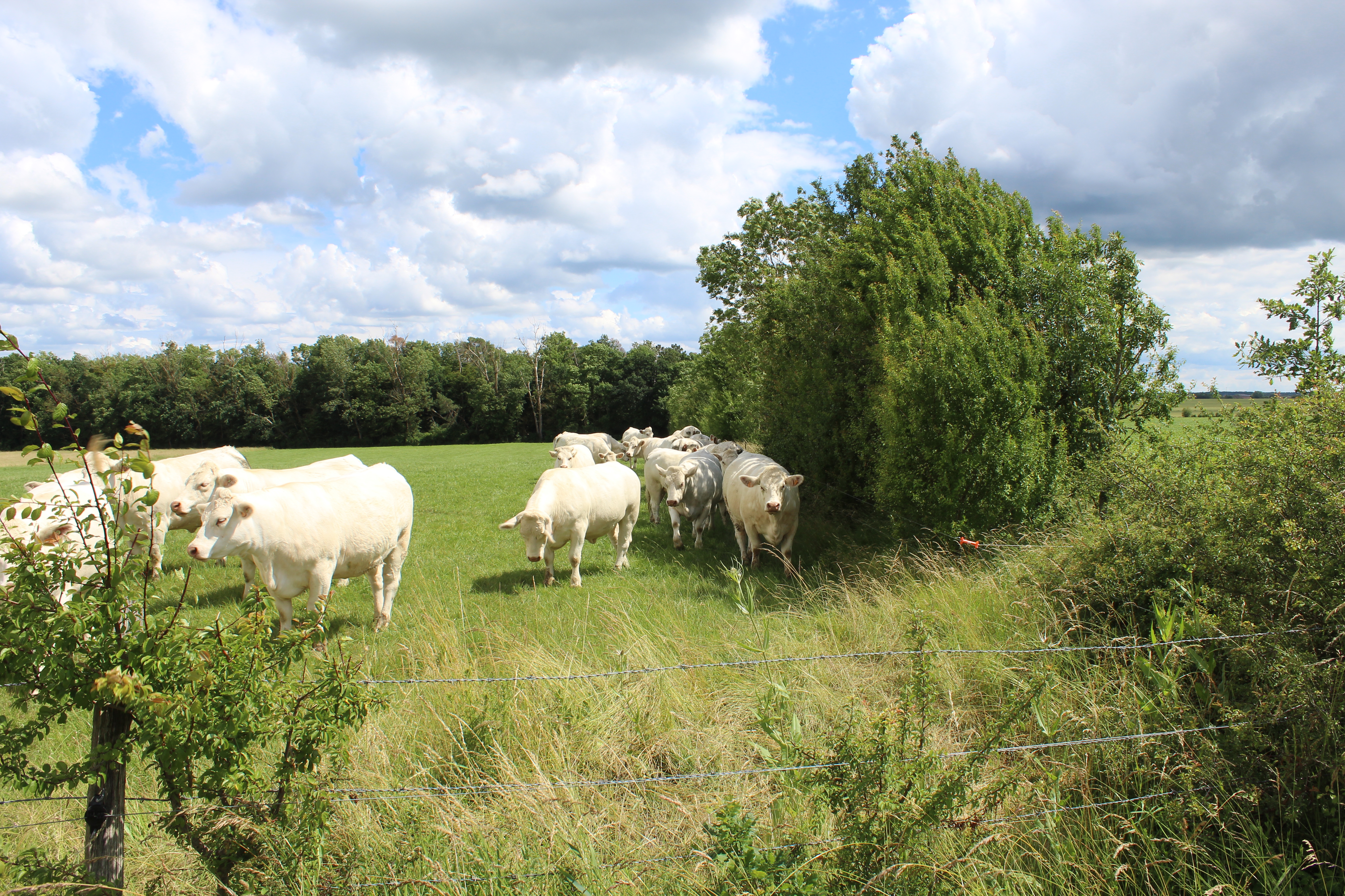 Haie en bordure de prairie permanente