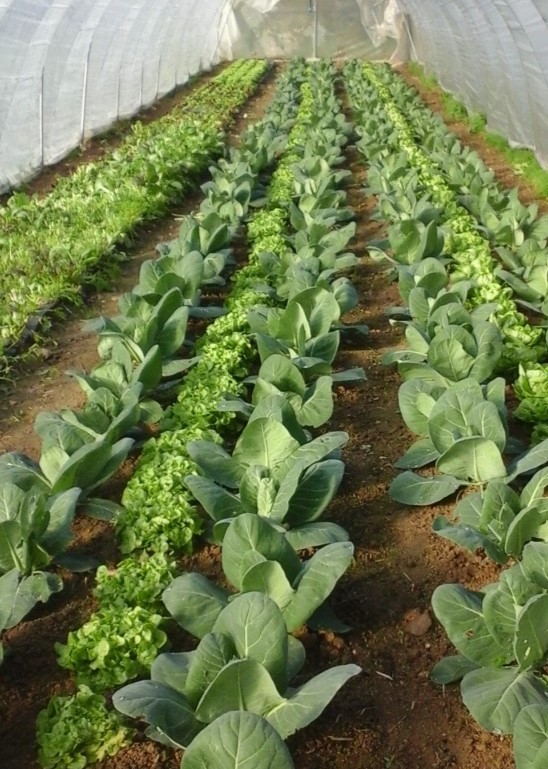 Association de choux et de salades sous abris. Copyright : GAEC Jardins du bon repos
