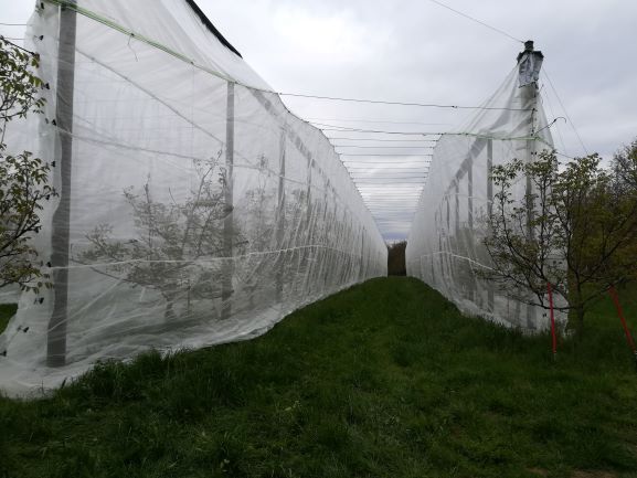 Photo de la parcelle SysNOIX filet anti-insecte déployée