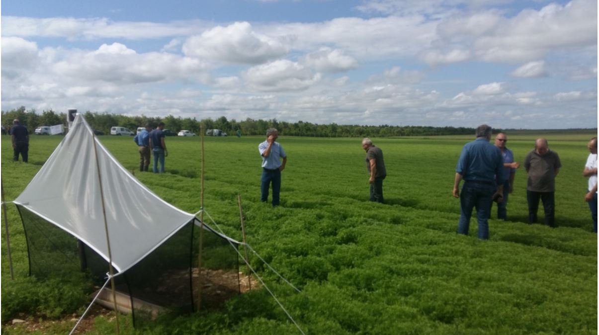 Possibilité de diversification : la culture de lentilles