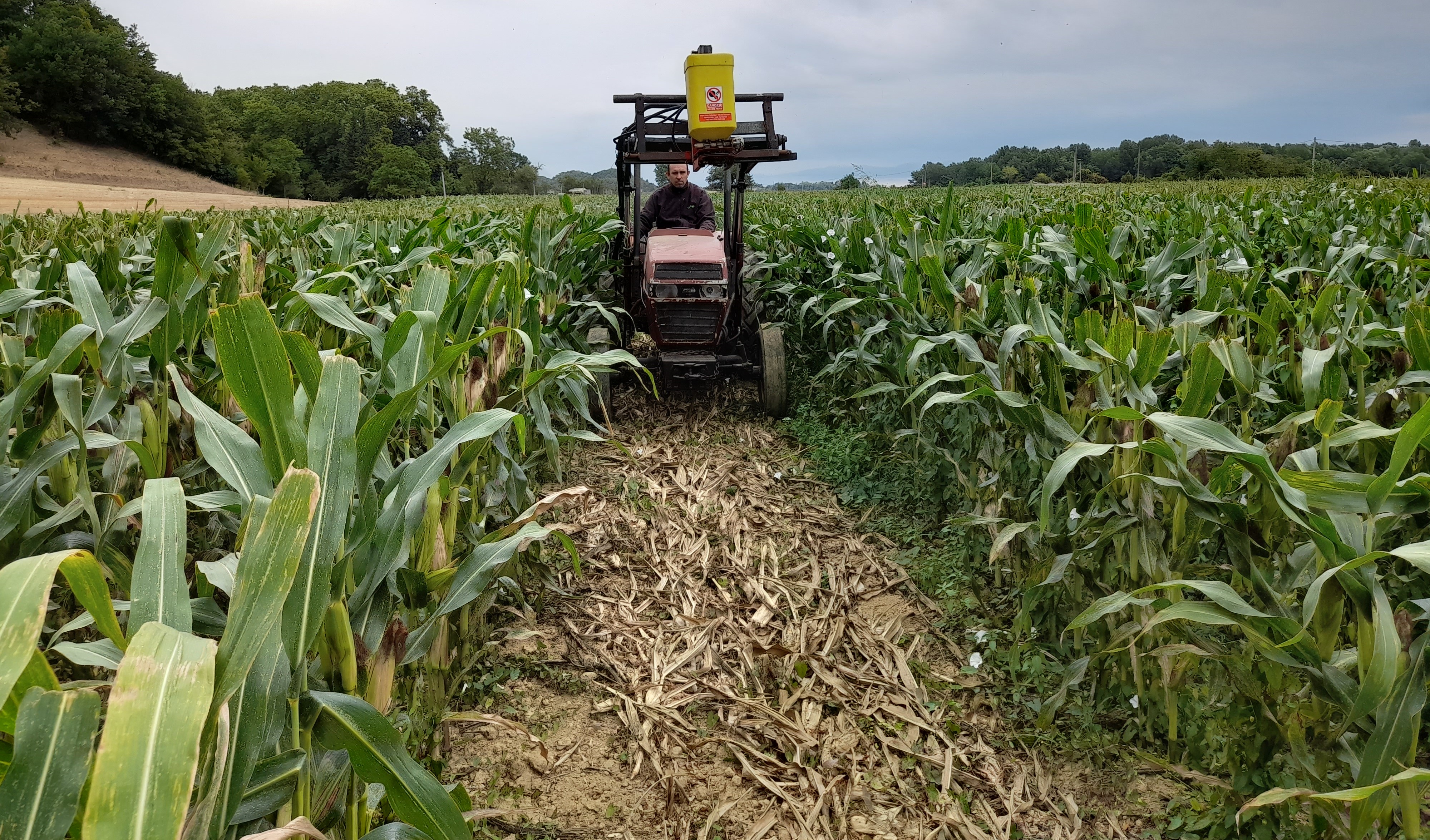 Plateforme de couvert semé à la volée dans le maïs semence avant le dernier tour d'eau avec des trèfles (violet, incarnat, ...) et radis chinois pour être pâturé au printemps (Source : CA09)