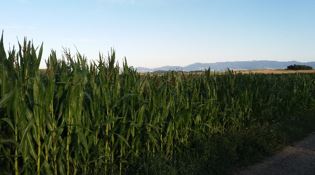 Champ maïs dans les monts du Lyonnais