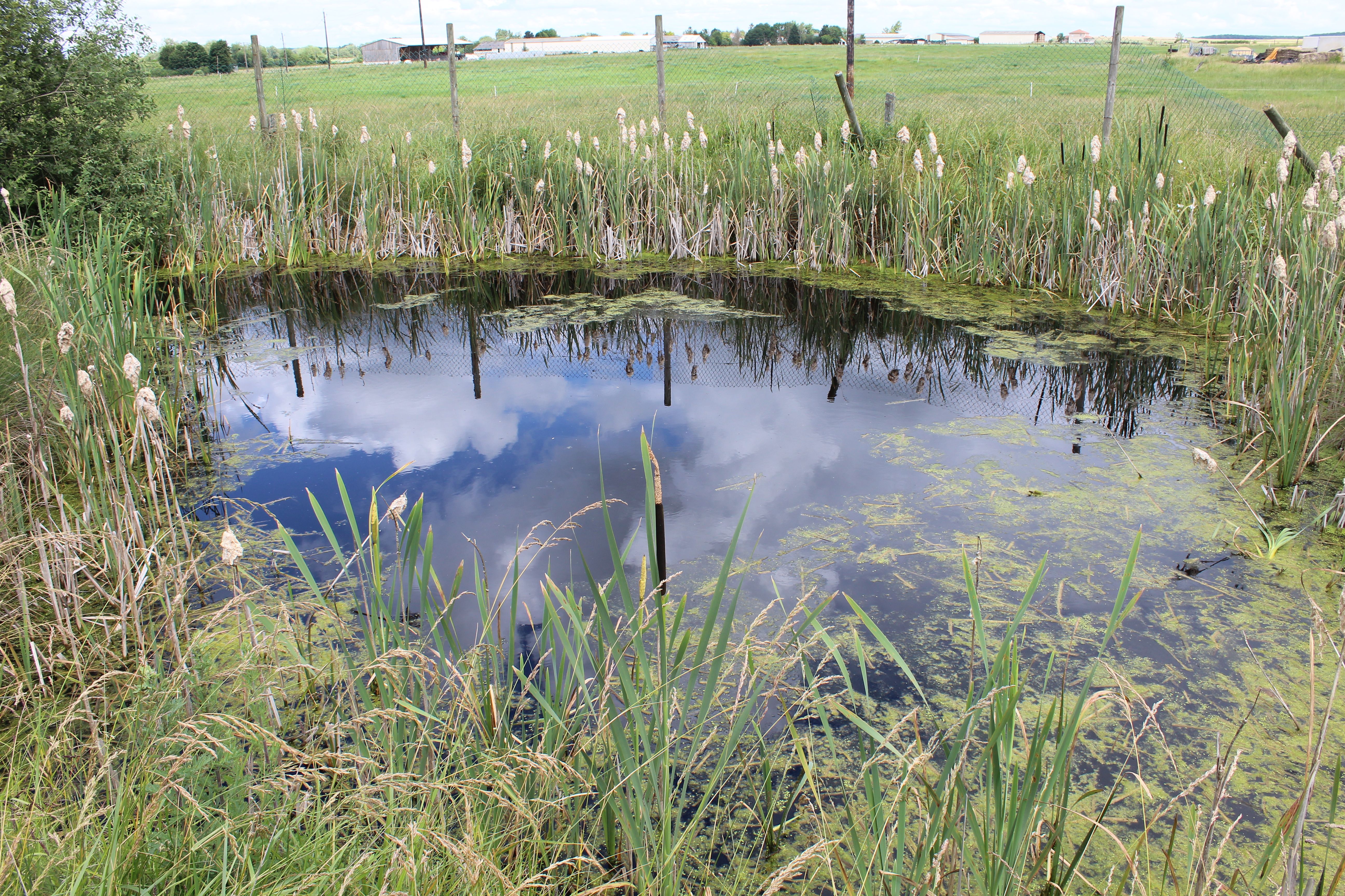 L'une des mares présentes sur l'exploitation