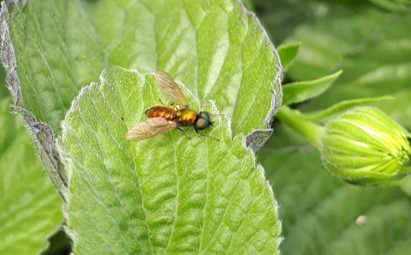 auxiliaire des cultures