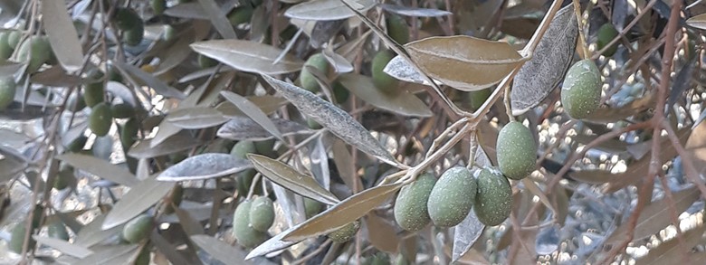 Olivier en production