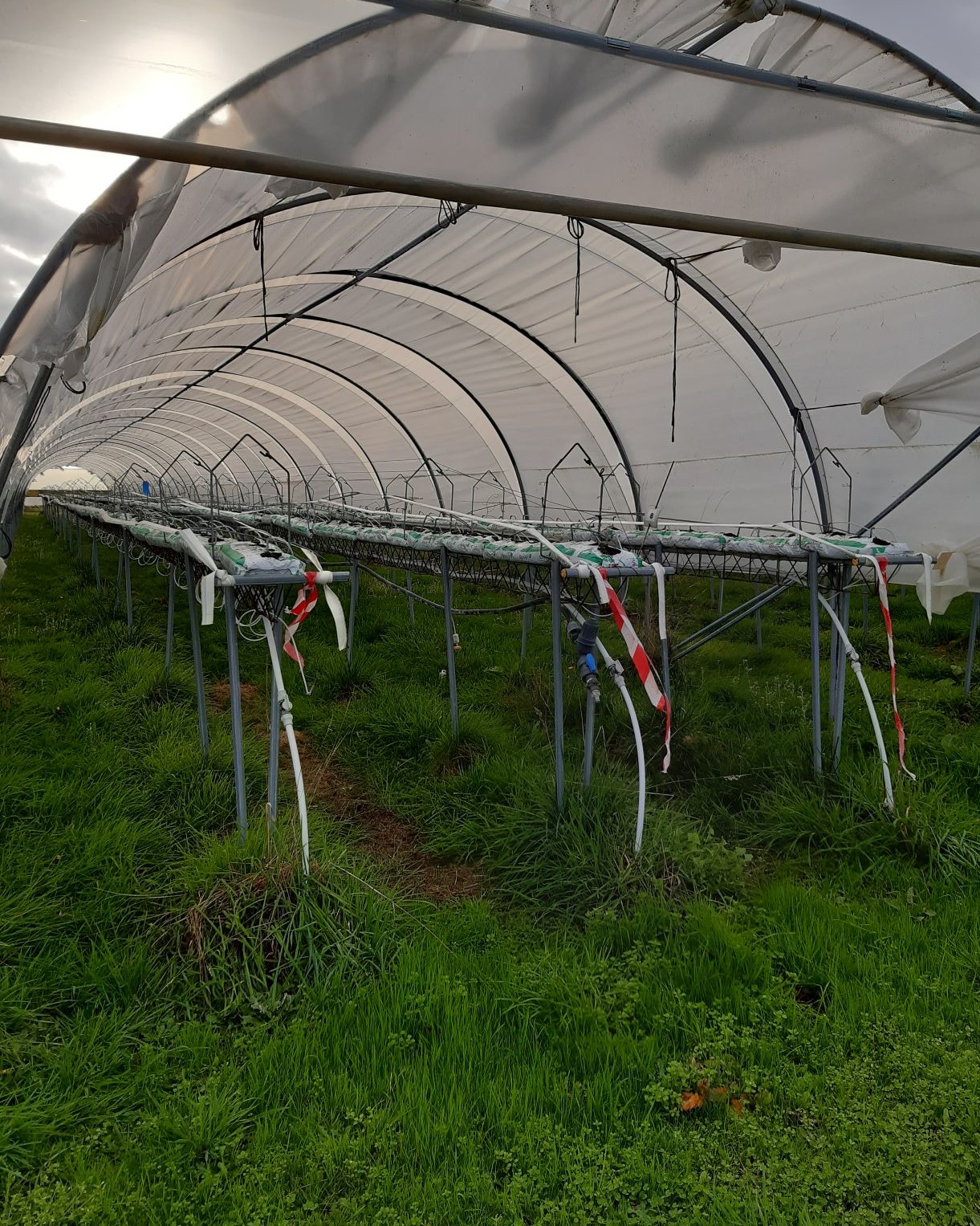 Enherbement sous gouttières de culture