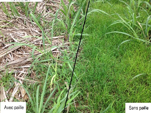 Enherbement en fonction de la présence de paille ou non