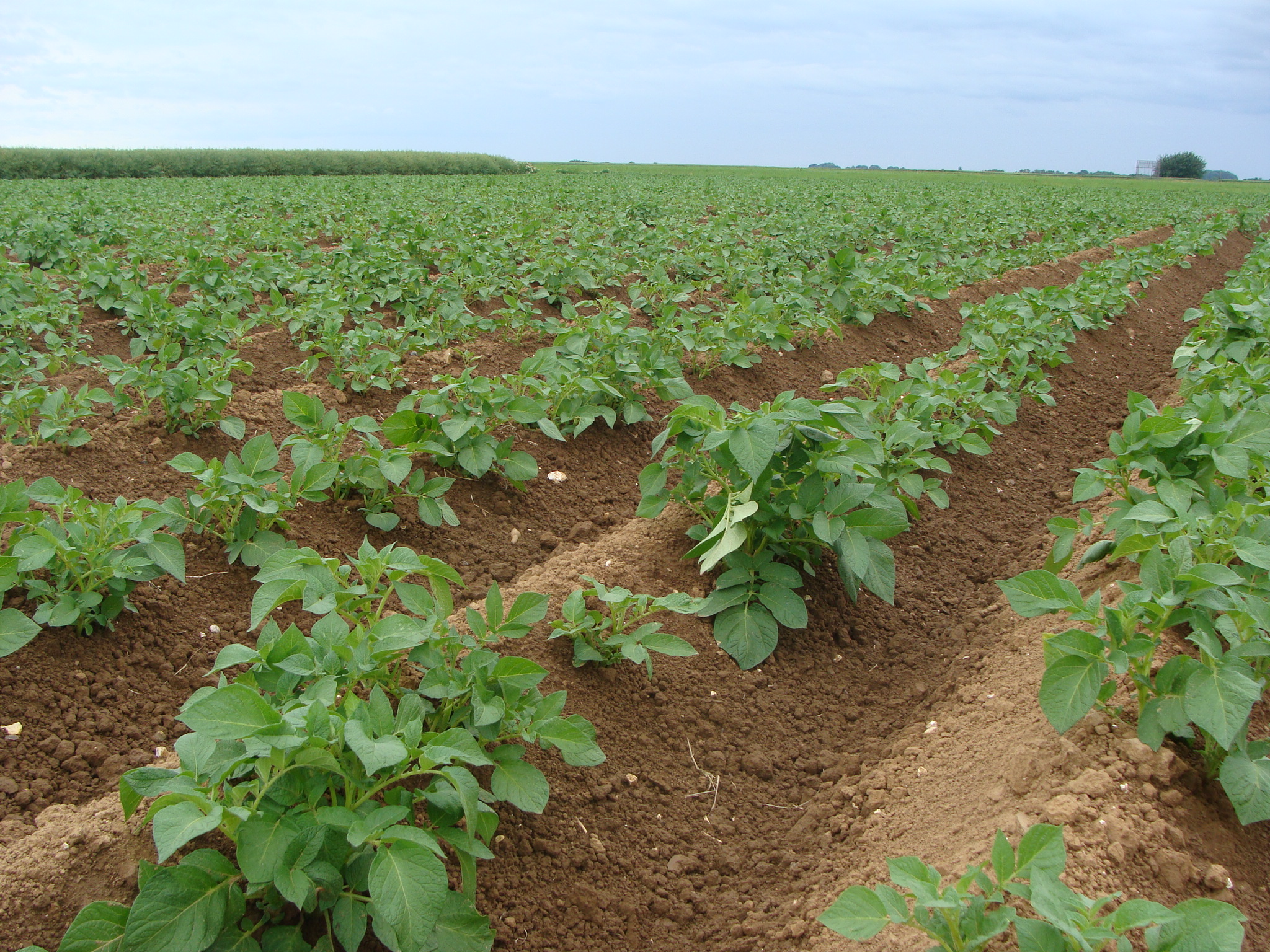 Parcelle pommes de terre Res0pest 2019