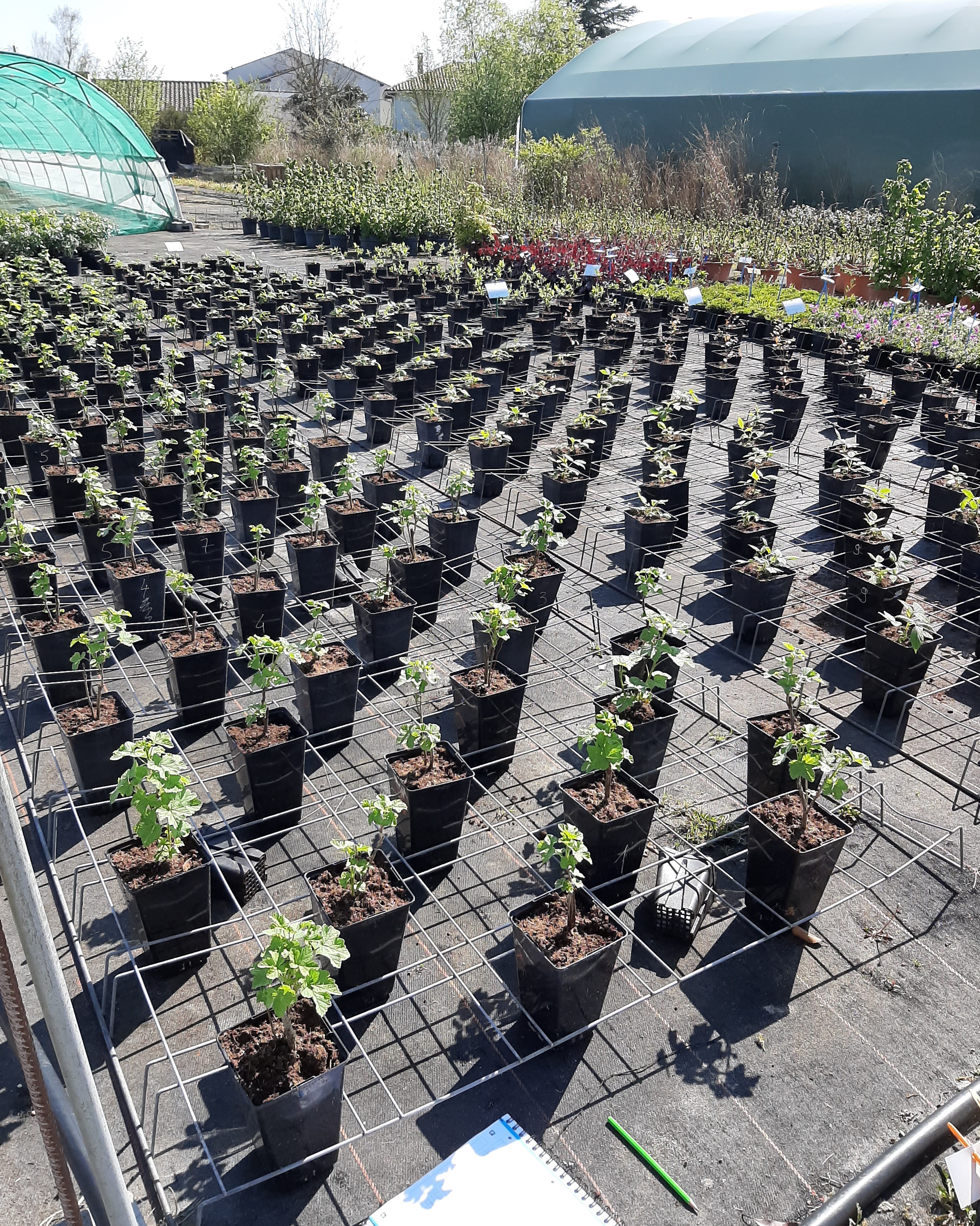 Disposition petits fruits