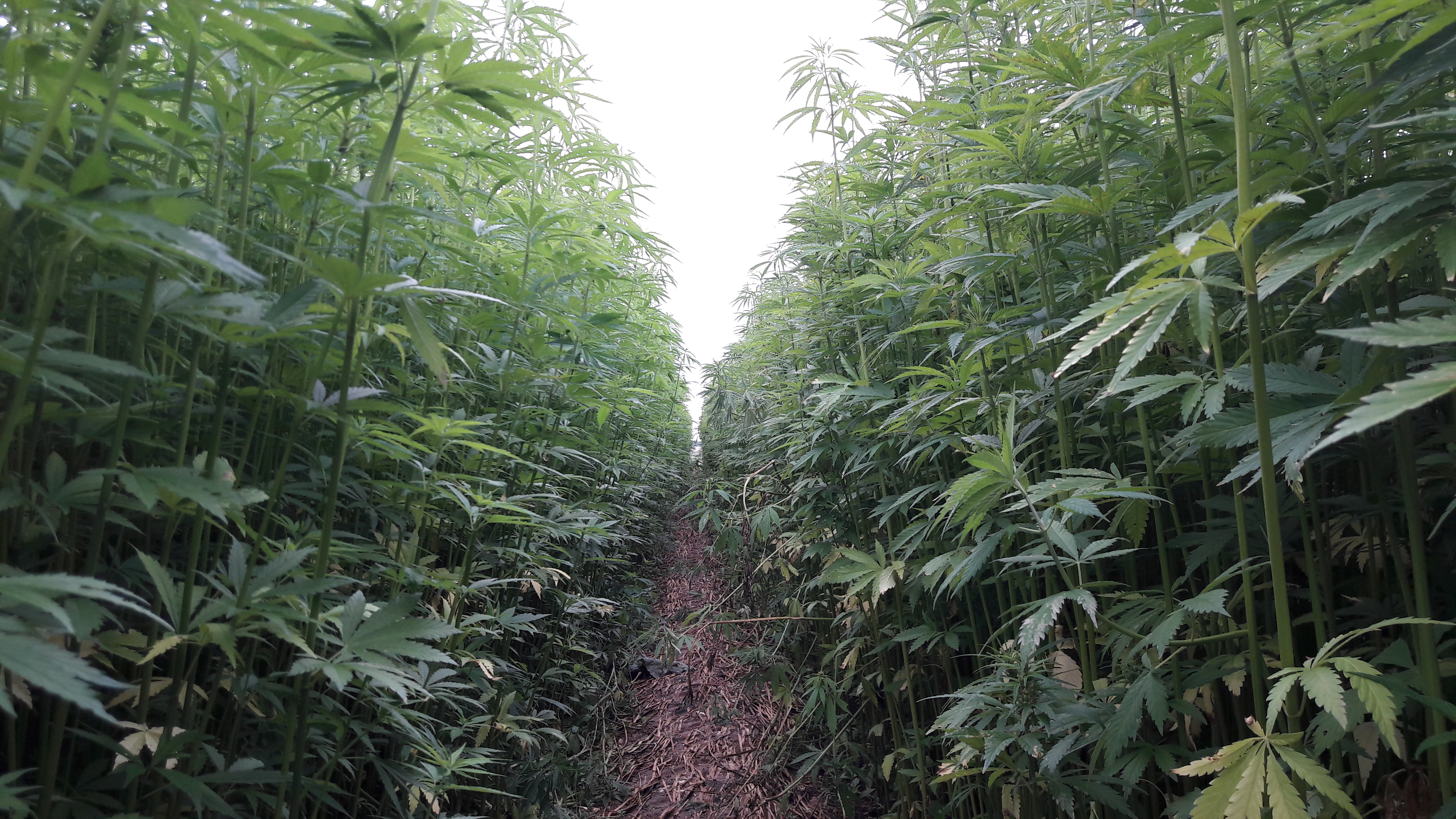 le chanvre textile, culture étouffante