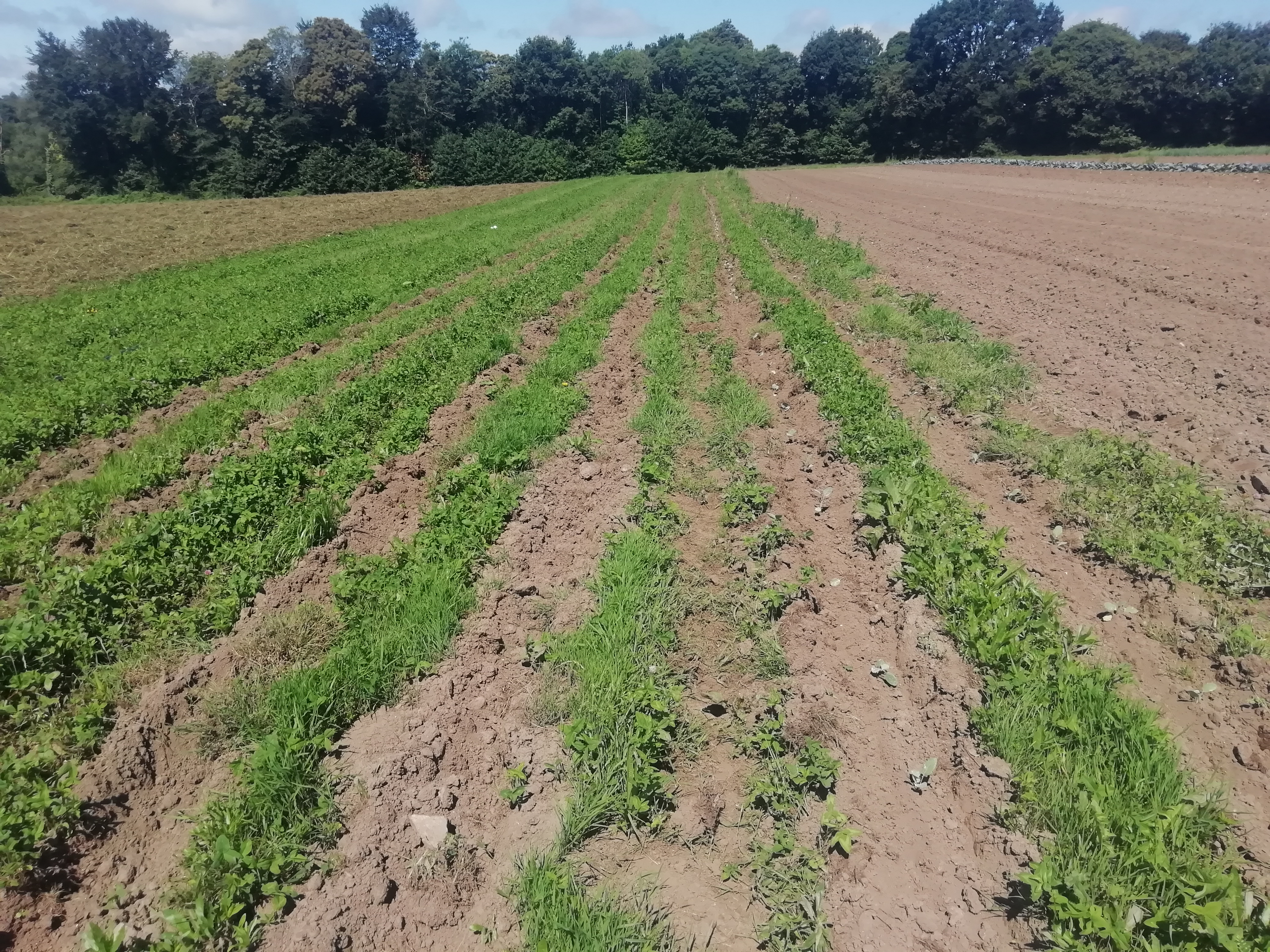 premiere série brocoli dans trefle