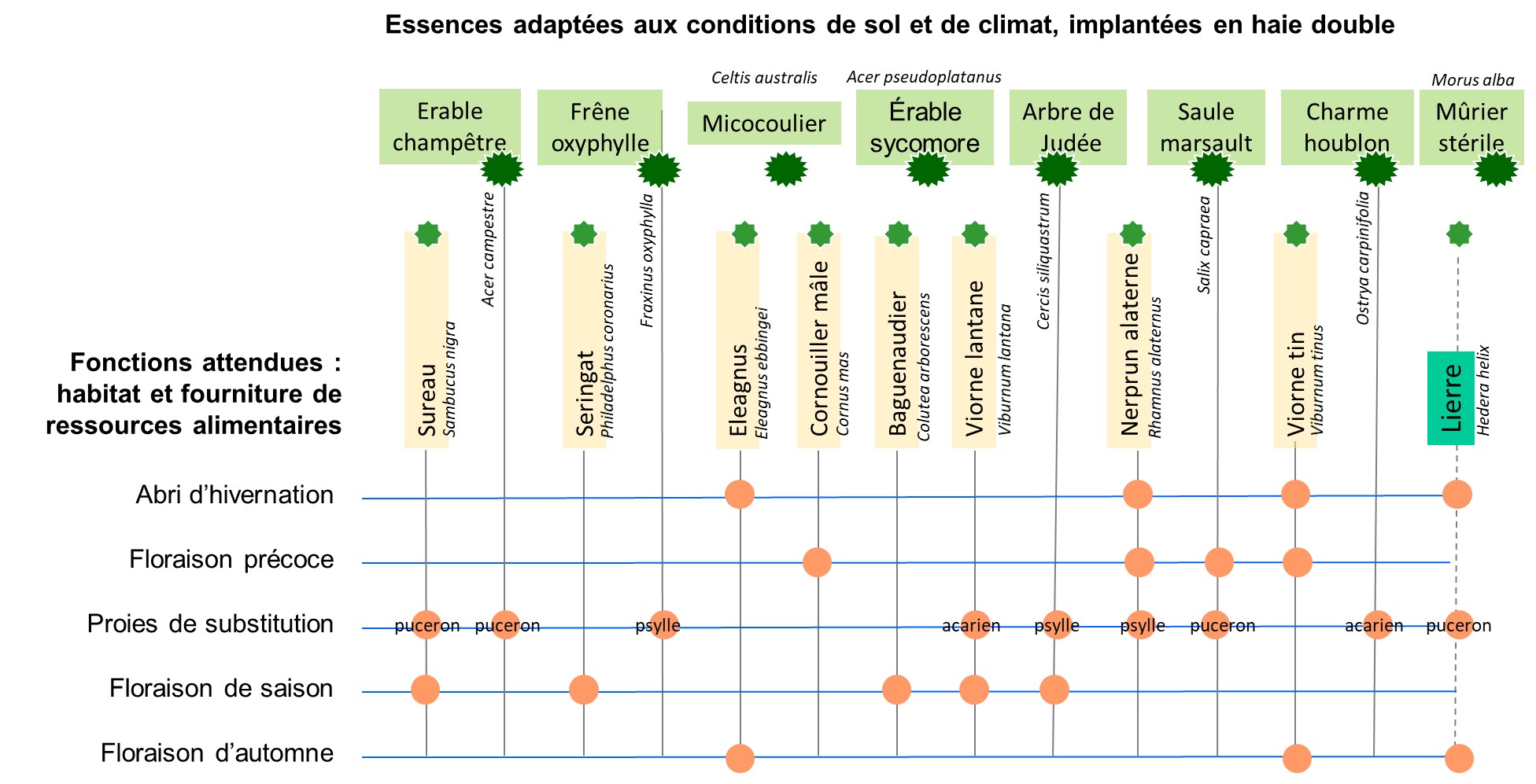 Principes d'assemblage d'essences pour une haie favorable aux auxiliaires