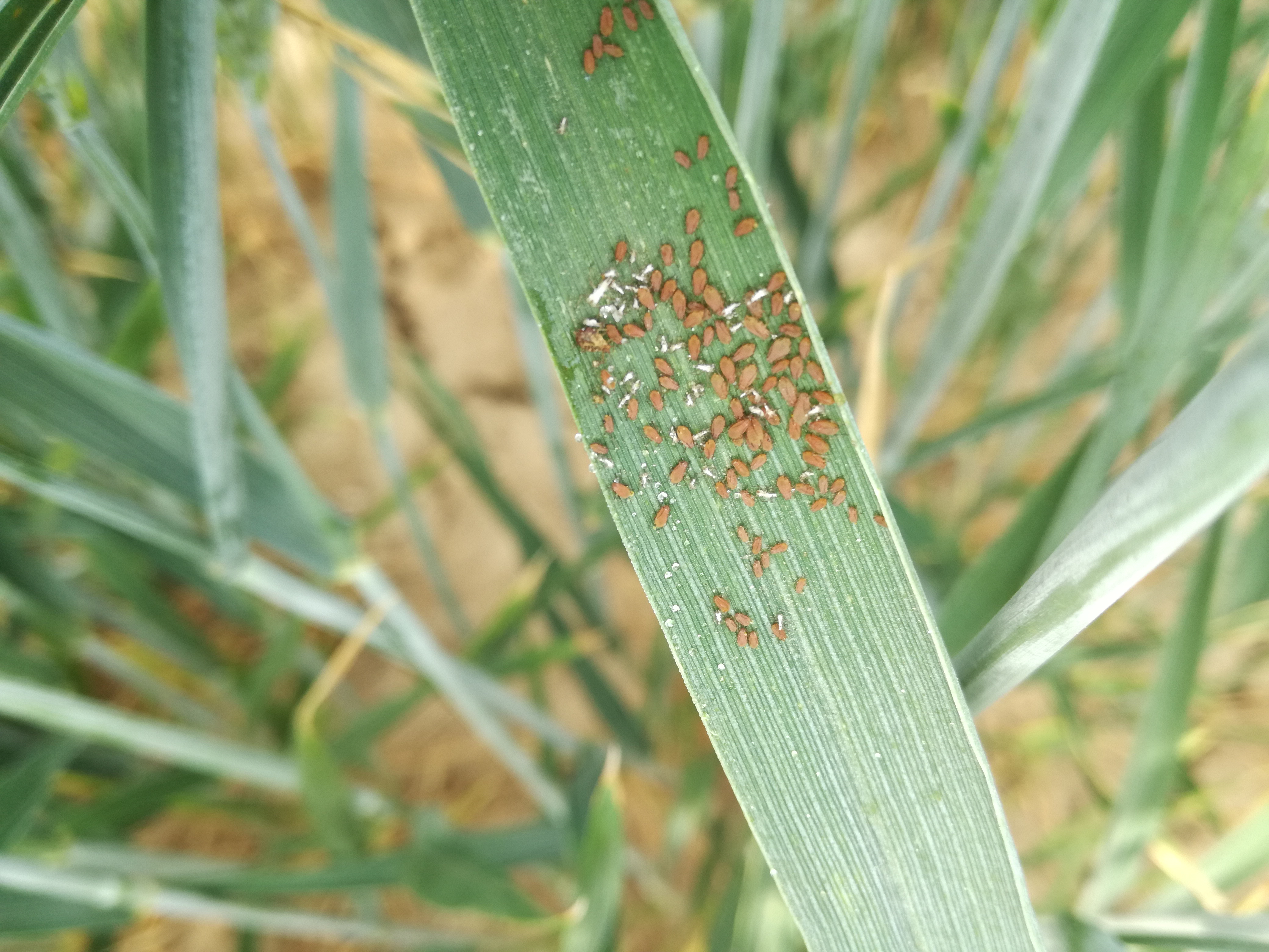Photo d'une colonie de  pucerons sur feuille de blé tendre d'hiver 