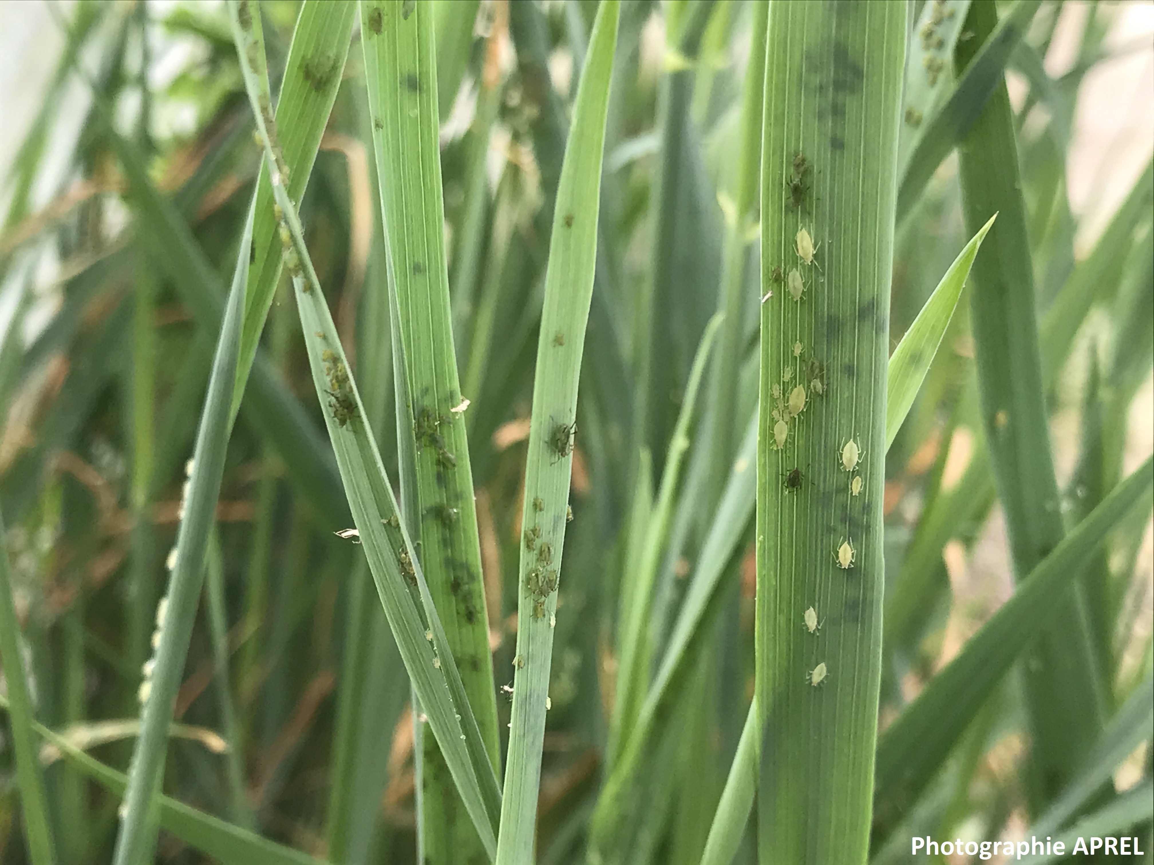 Pucerons des céréales