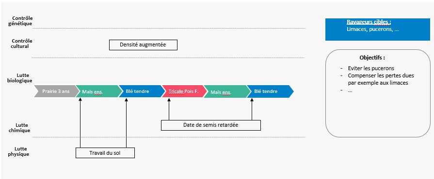schéma décisionnel ravageurs