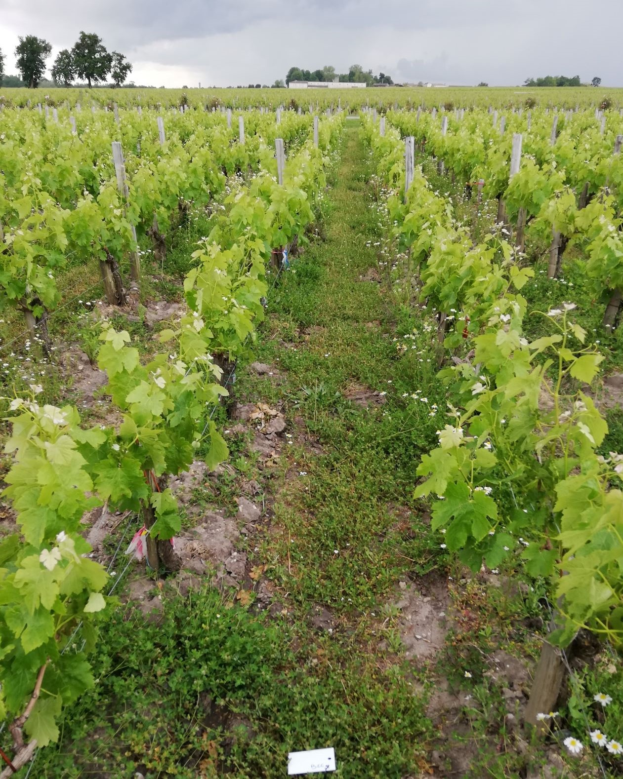 rang BEE en 1ère année d'essai