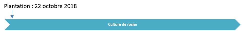 Culture de rosiers