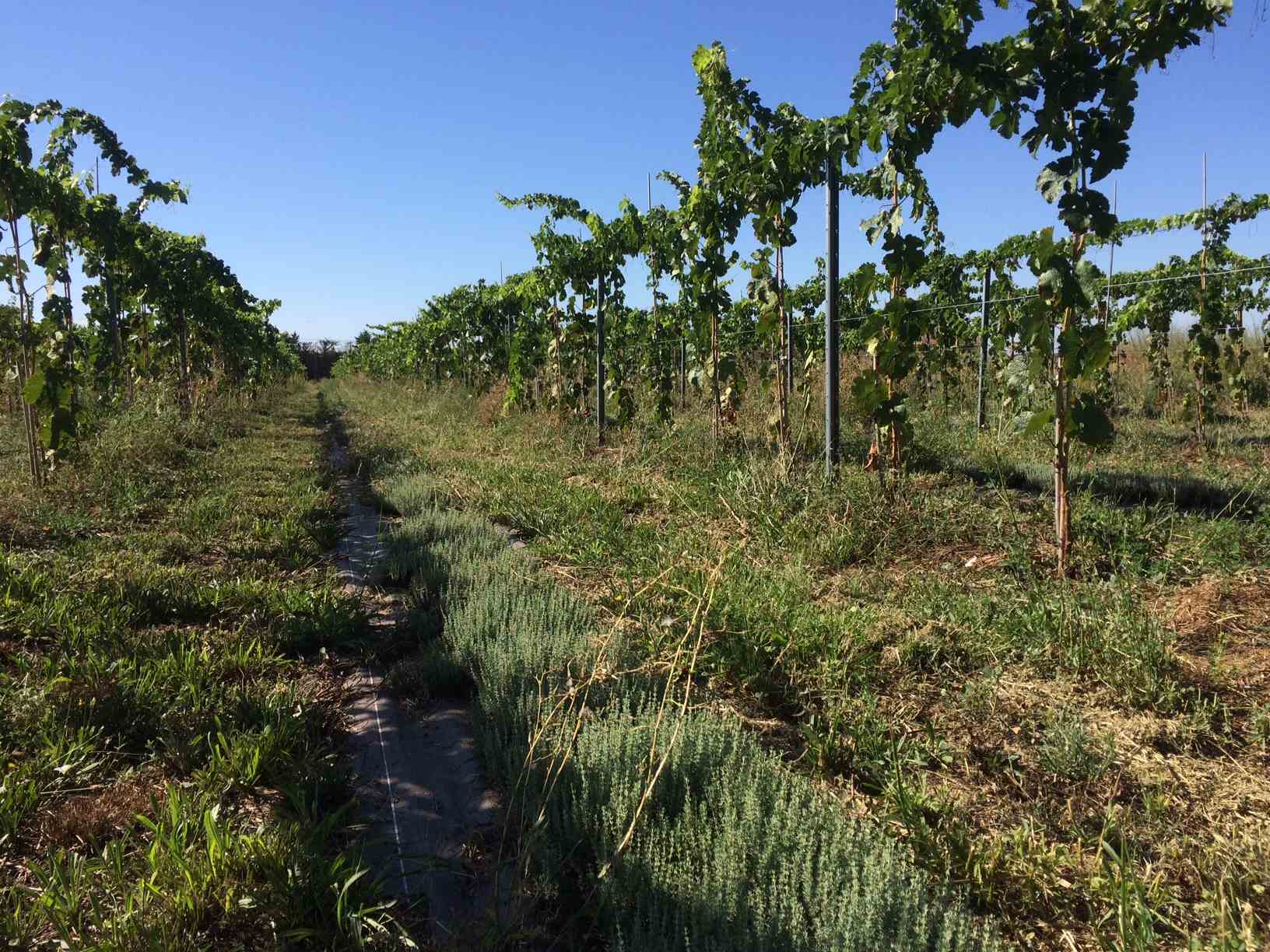 cépage résistant rouge